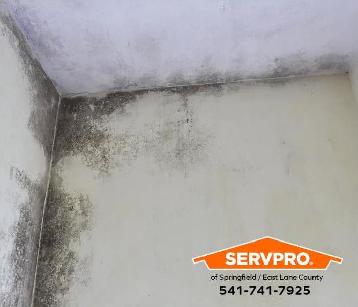A hidden water leak causes a mold outbreak.