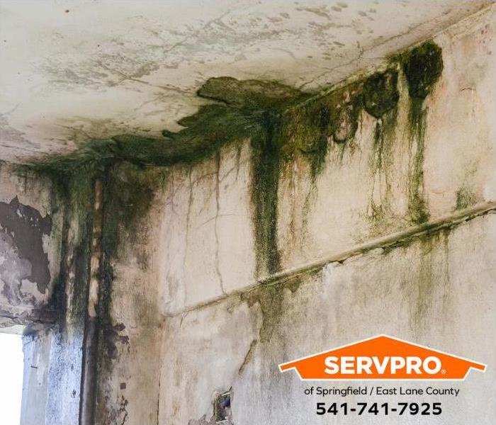 A building shows extensive mold and water damage.