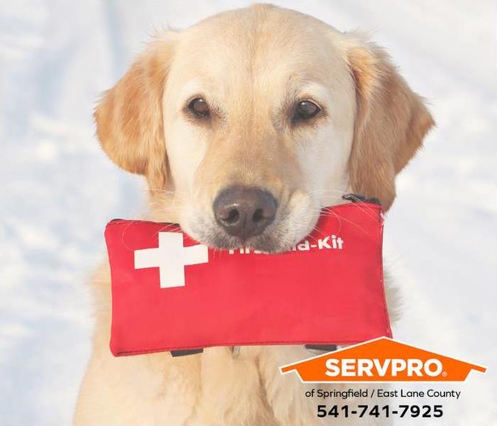 A Golden Retriever is holding a first aid kit.